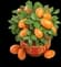 Kumquat Tree