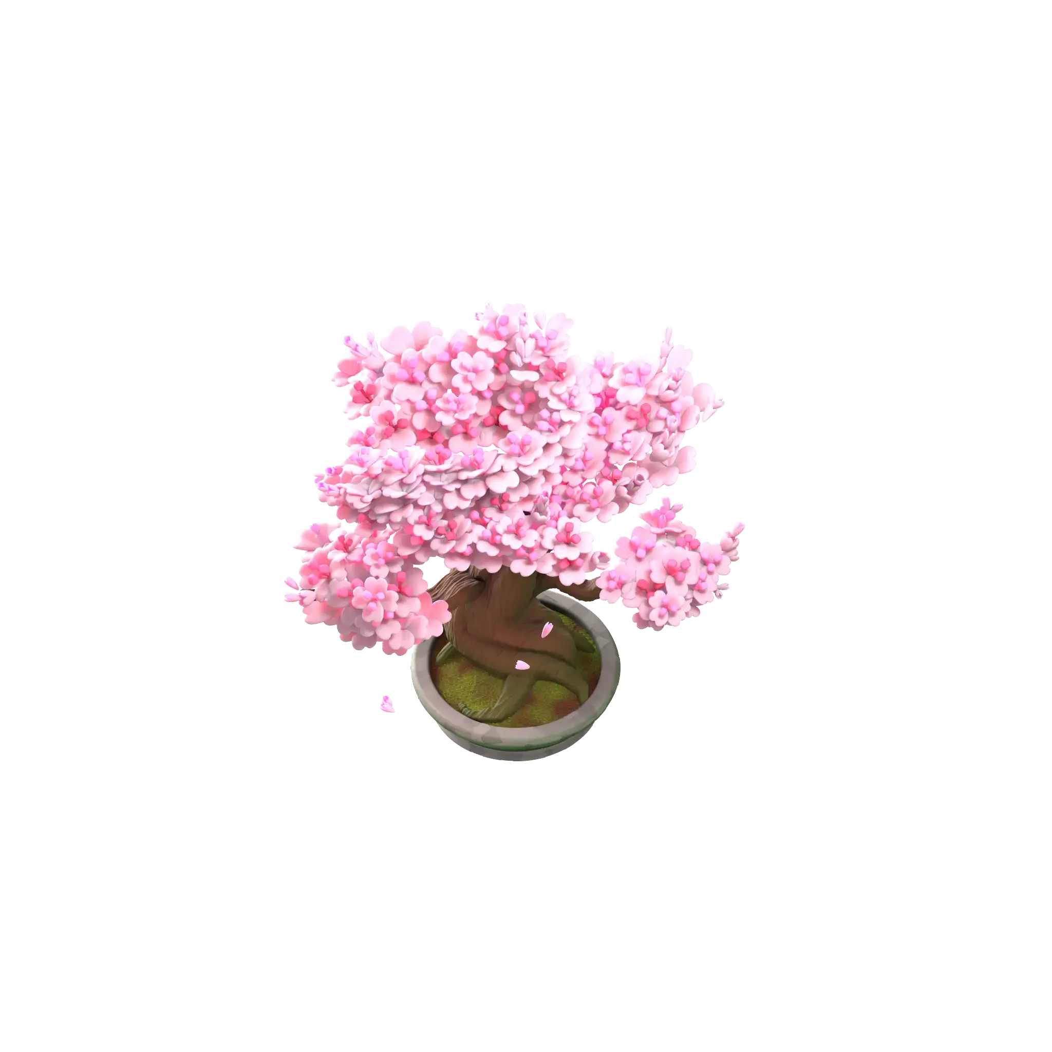 Cherry Bonsai
