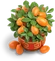 Kumquat Tree